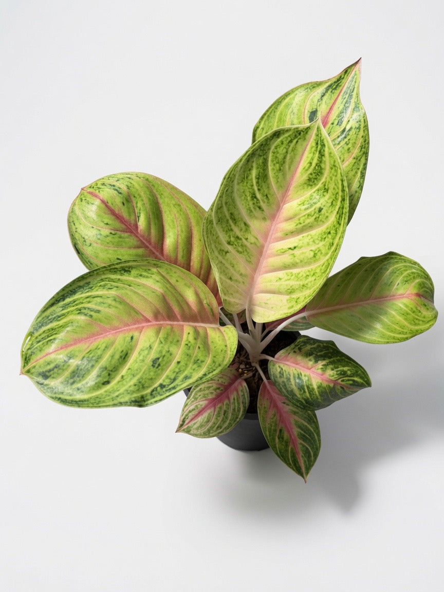 Aglaonema ‘Ruay Lap’ (Lucky Wealth Aglaonema) - Set of 10 Plants