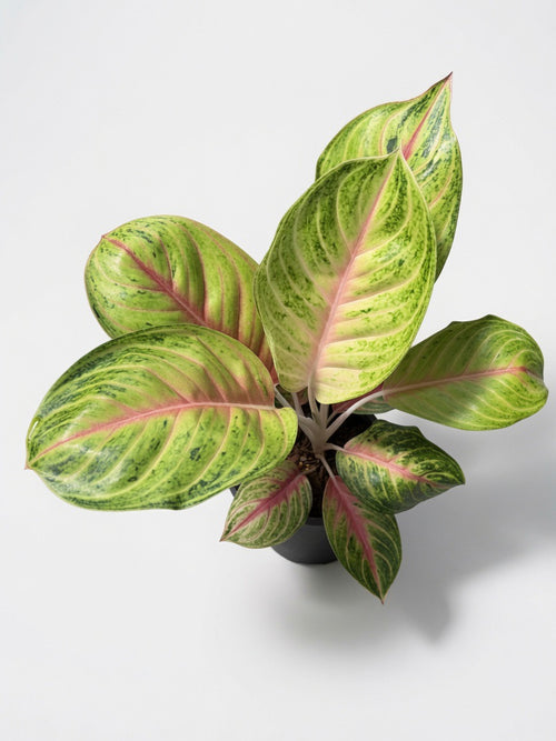 Aglaonema ‘Ruay Lap’ (Lucky Wealth Aglaonema) - Set of 10 Plants