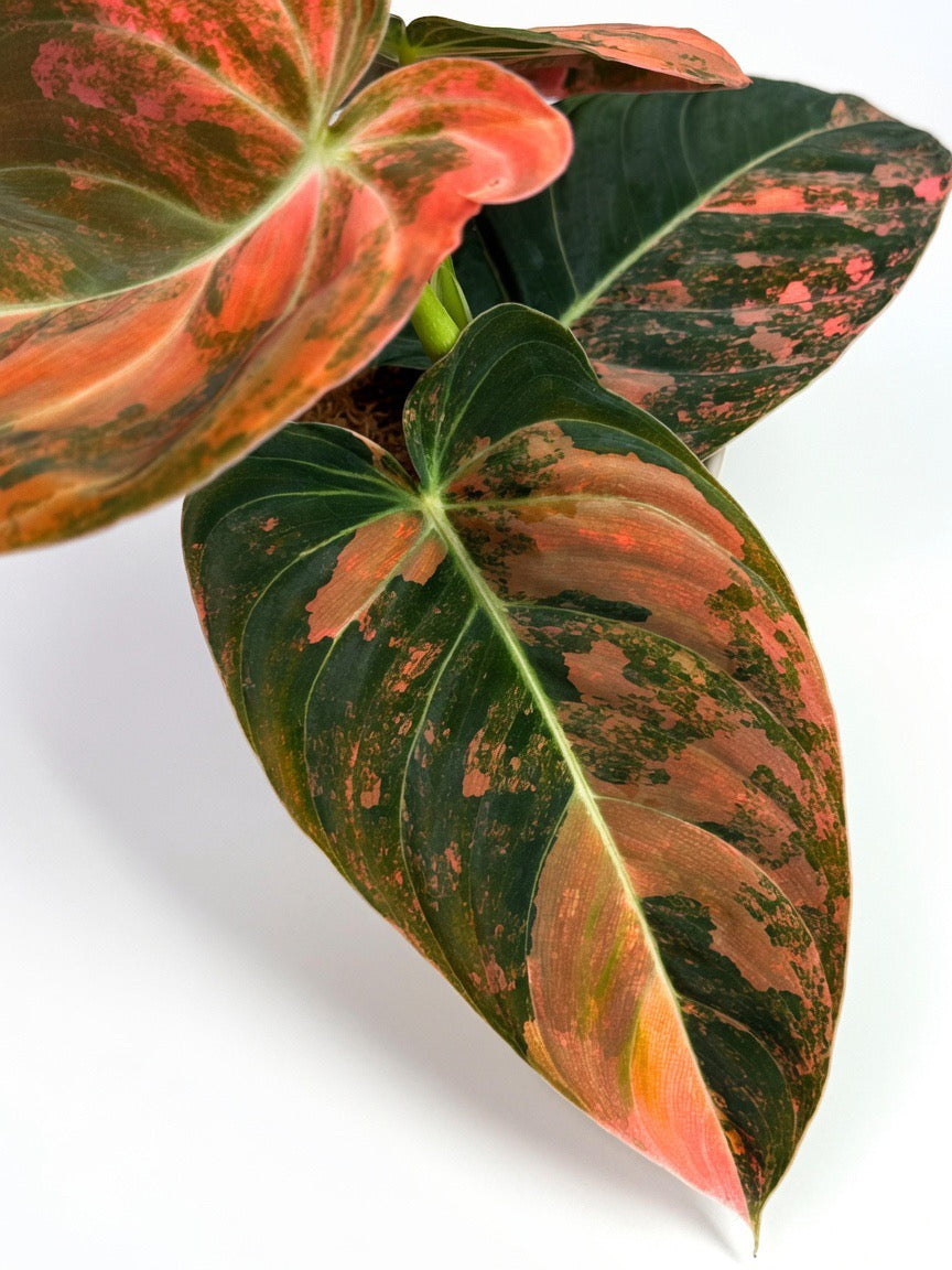 Philodendron Melanochrysum ‘Bon Fire’ Variegated - Set of 10 Plants