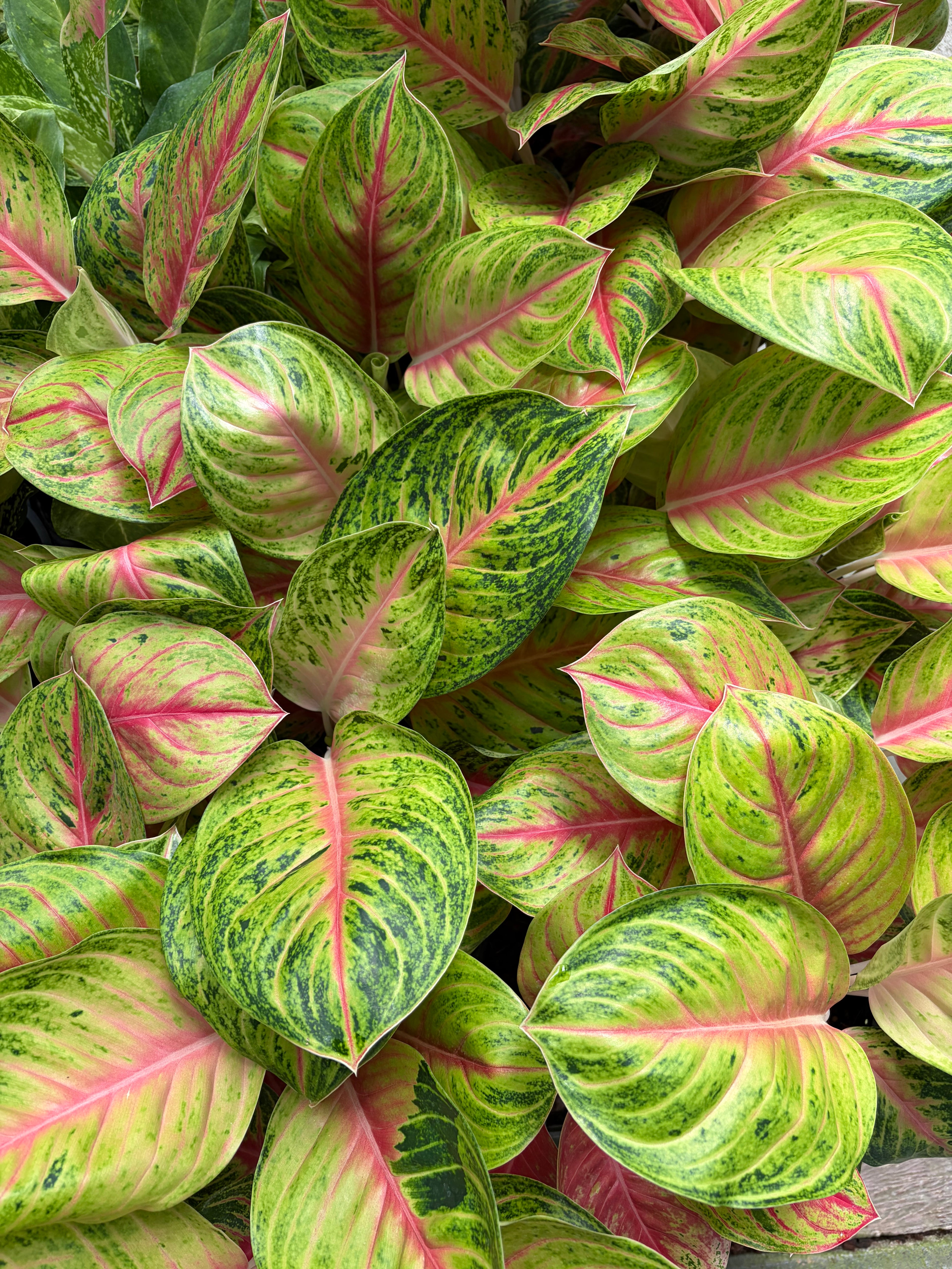 Aglaonema ‘Ruay Lap’ (Lucky Wealth Aglaonema) - Set of 10 Plants