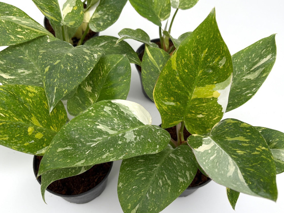 Philodendron White Princess Tricolor Variegated - Set of 10 Plants