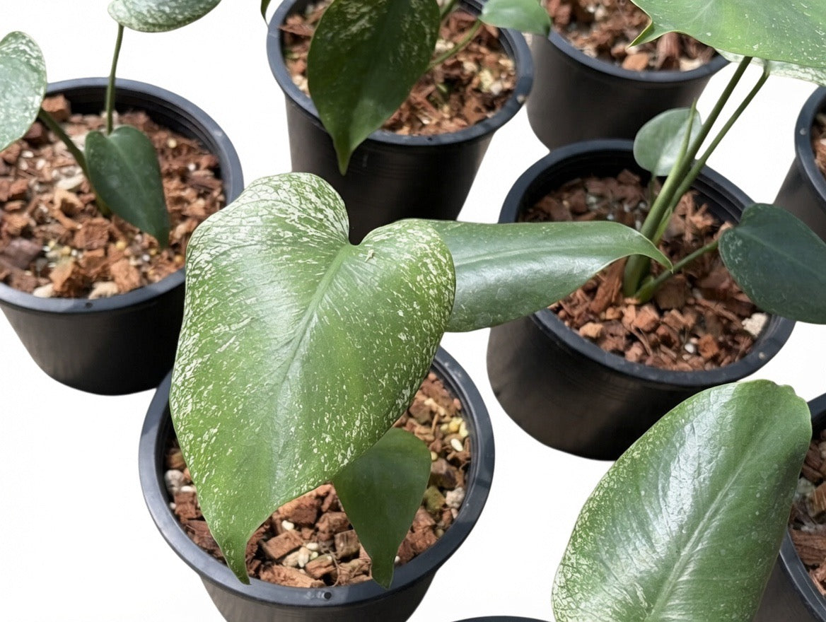 Monstera Deliciosa Devil Monster TC Seedlings Set of 10