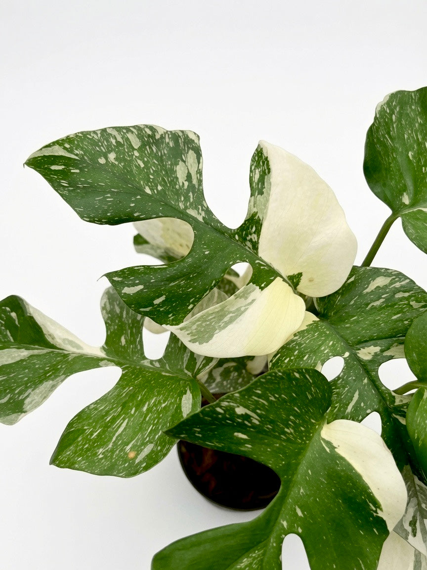Rhaphidophora Tetrasperma ‘Thai Constellation’ Variegated - Set of 10 Plants
