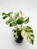 Rhaphidophora Tetrasperma Migma Variegated - Set of 10 Plants