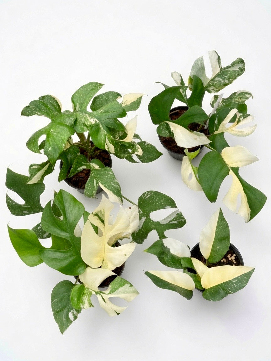 Rhaphidophora Tetrasperma ‘Thai Constellation’ Variegated - Set of 10 Plants