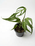 Monstera Burle Marx Flame (Mature) - Set of 10 Plants