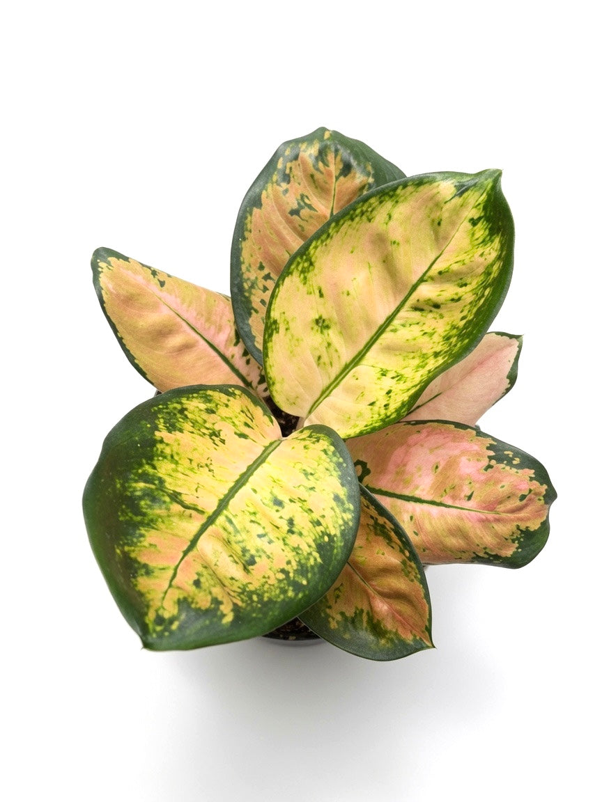 Aglaonema Starbucks - Set of 10 Plants