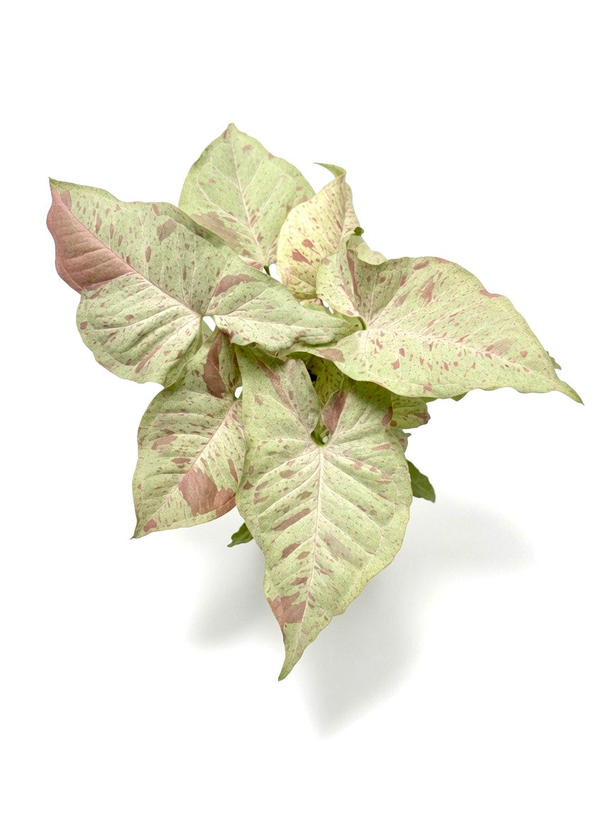 Syngonium Milk Confetti - Set of 10 Plants