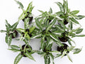 Syngonium T25 Variegated - Set of 10 Plants