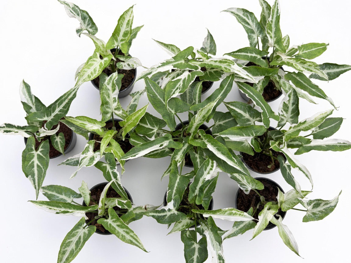 Syngonium T25 Variegated - Set of 10 Plants