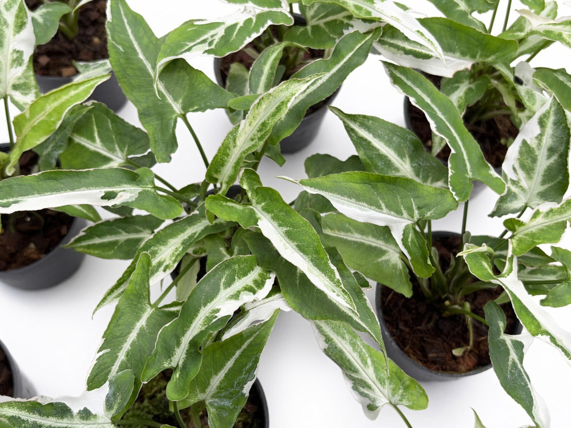 Syngonium T25 Variegated - Set of 10 Plants