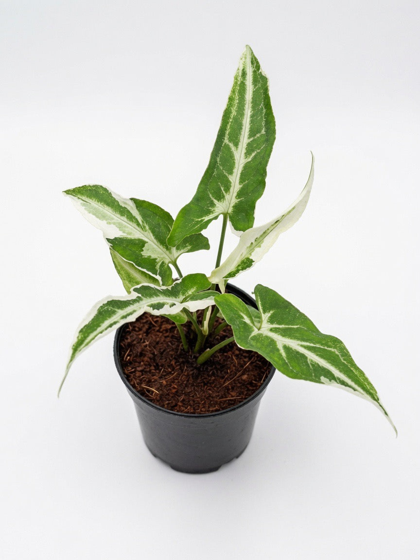 Syngonium T25 Variegated - Set of 10 Plants