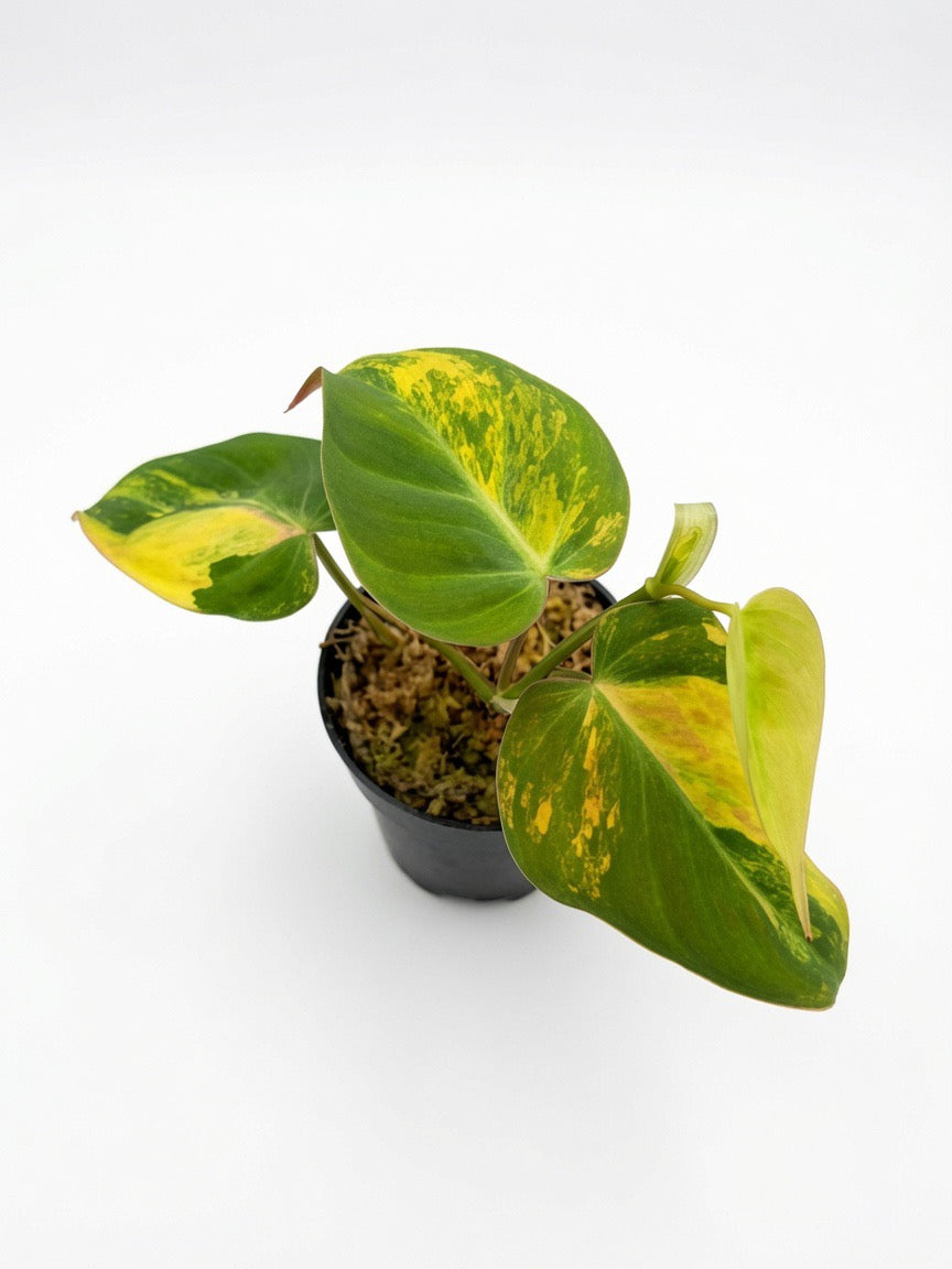 Philodendron Micans Variegated - Set of 10 Plants