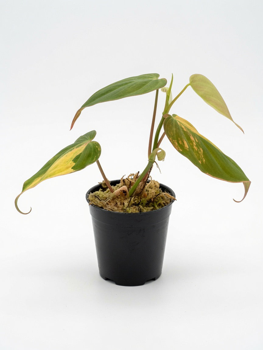 Philodendron Micans Variegated - Set of 10 Plants