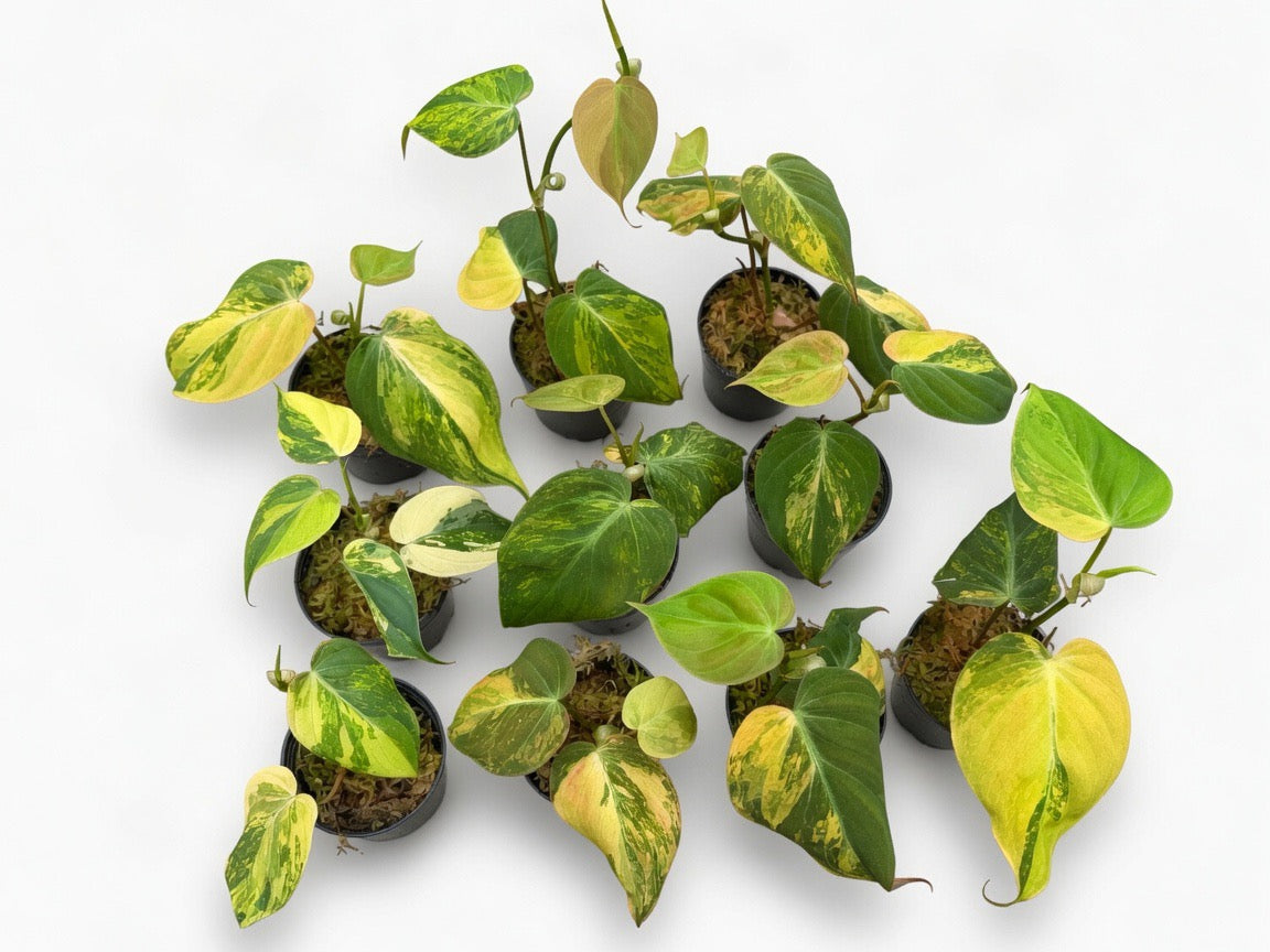 Philodendron Micans Variegated - Set of 10 Plants