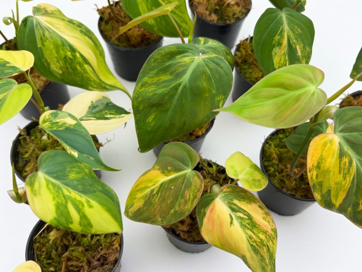Philodendron Micans Variegated - Set of 10 Plants