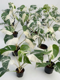 Monstera Borsigiana Albo (3-5 leaves) - Set of 10 Plants