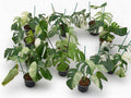 Monstera Borsigiana x ‘Jungle Mint’/ Mint NOID (3-4 leaves) - Set of 10 Plants