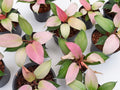 Philodendron Cherry Pink Mint Variegated - Set of 10 Plants