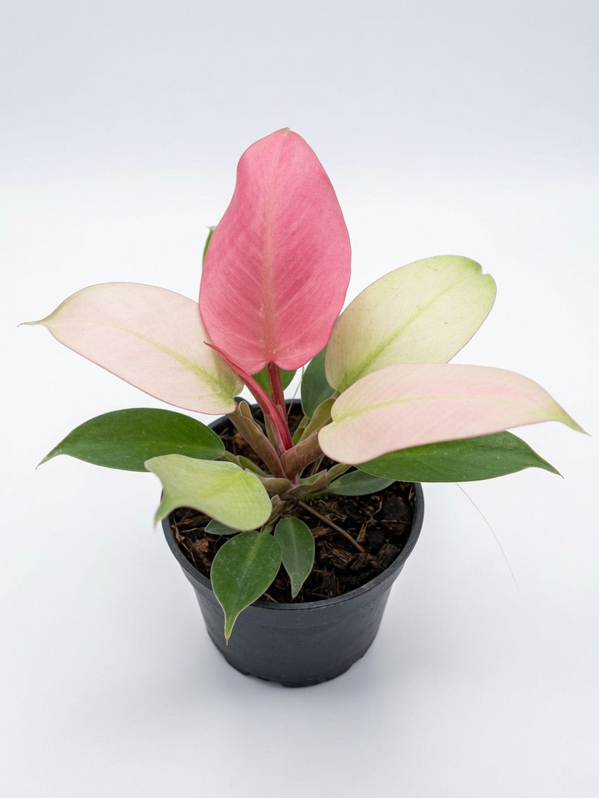Philodendron Cherry Pink Mint Variegated - Set of 10 Plants