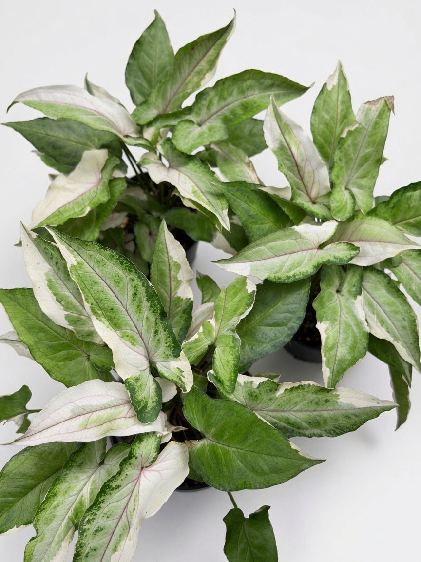 Syngonium White Princess Variegated - Set of 10 Plants