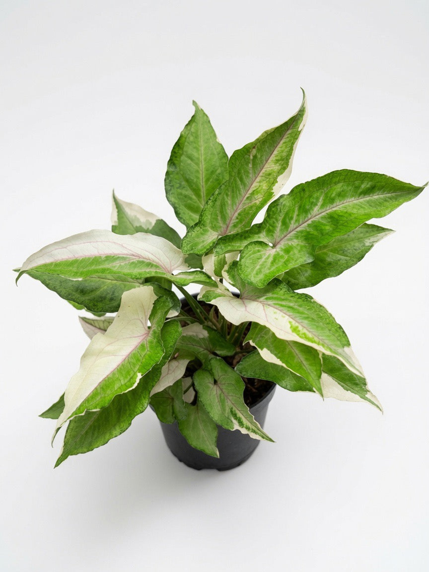 Syngonium White Princess Variegated - Set of 10 Plants