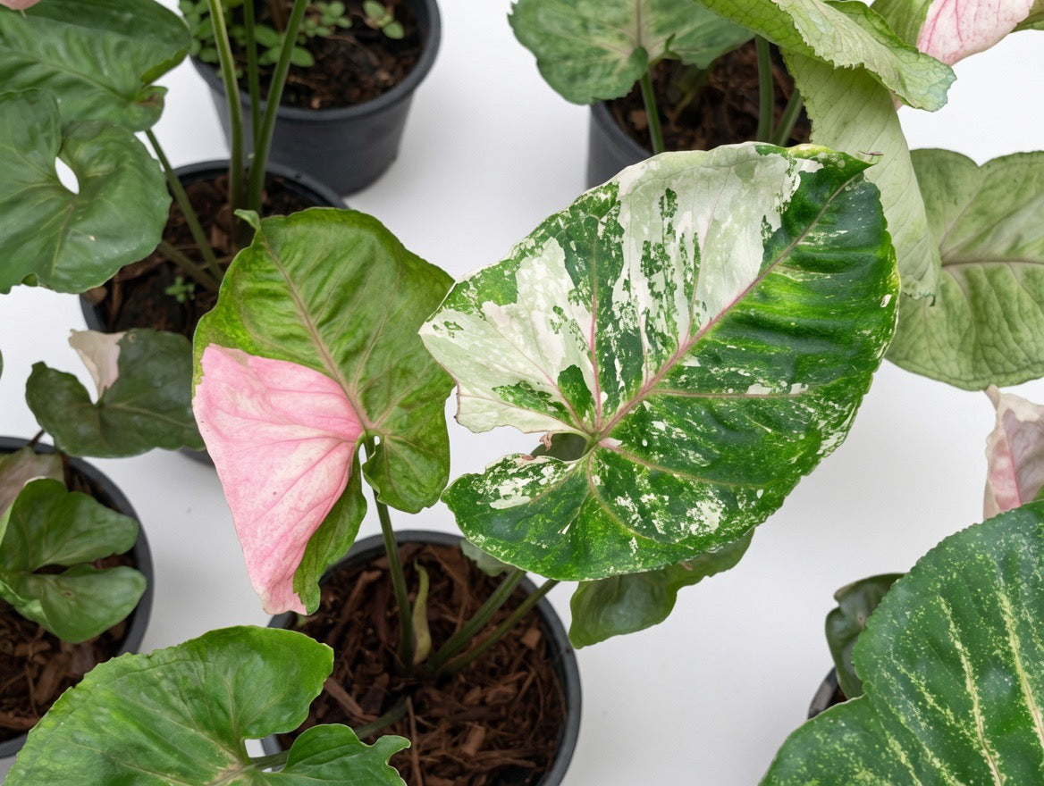Syngonium Strawberry Ice Variegated - Set of 10 Plants