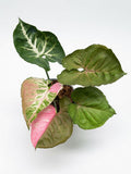 Syngonium Strawberry Ice Variegated - Set of 10 Plants