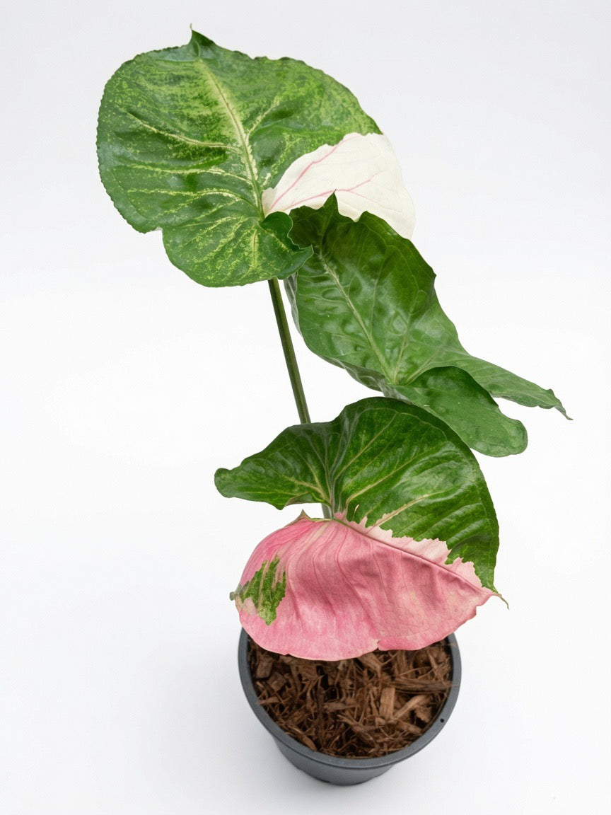 Syngonium Strawberry Ice Variegated - Set of 10 Plants