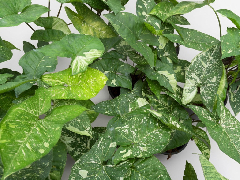 Syngonium Panda - Set of 10 Plants