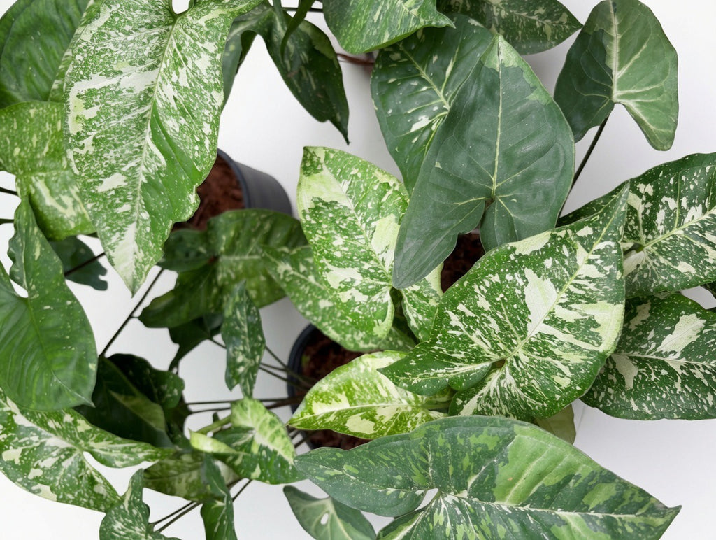 Syngonium Panda - Set of 10 Plants