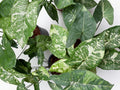 Syngonium Panda - Set of 10 Plants