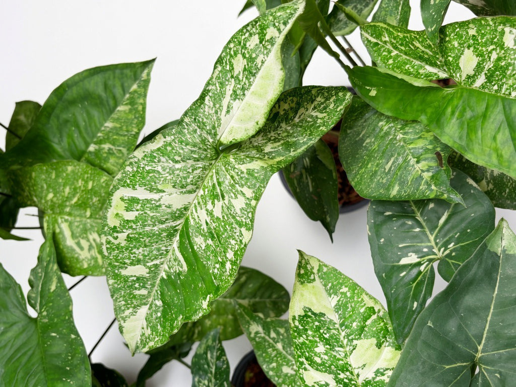 Syngonium Panda - Set of 10 Plants