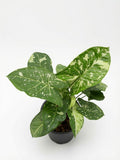 Syngonium Panda - Set of 10 Plants