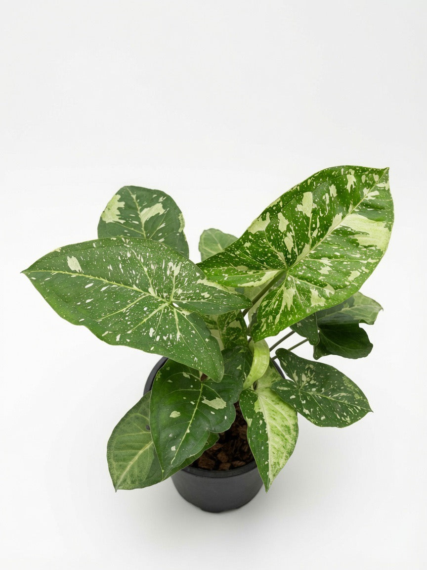 Syngonium Panda - Set of 10 Plants