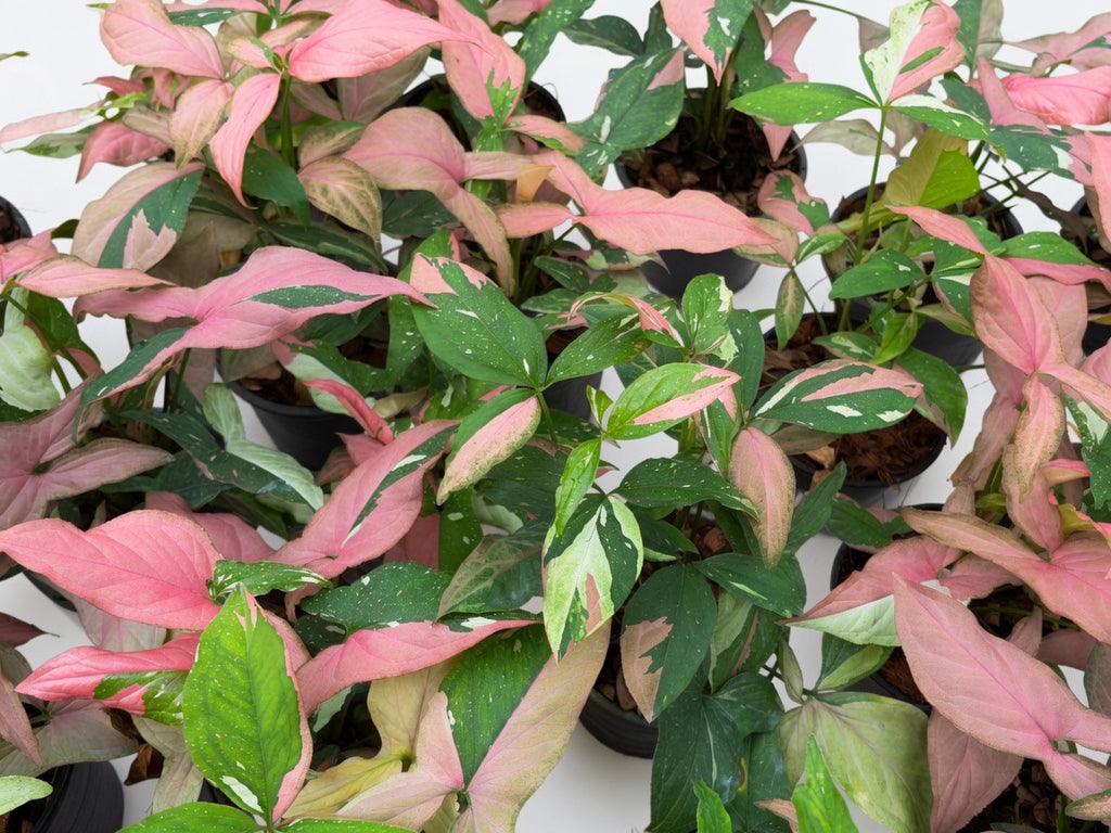 Syngonium Redspot Tricolor - Set of 10 Plants
