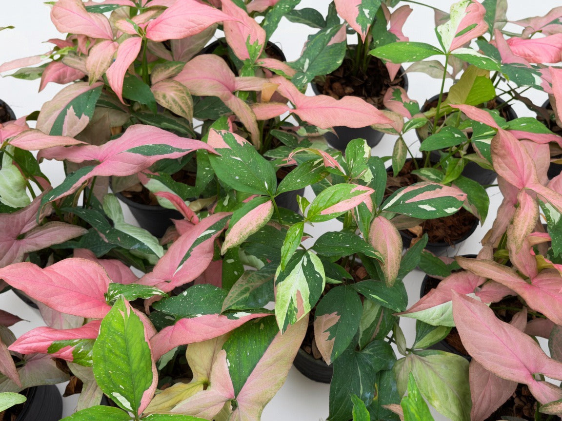 Syngonium Redspot Tricolor - Set of 10 Plants