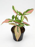 Syngonium Redspot Tricolor - Set of 10 Plants
