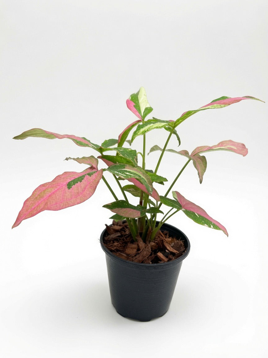 Syngonium Redspot Tricolor - Set of 10 Plants