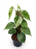 Philodendron Hederaceum ‘Heartleaf’ Variegated - Set of 10 Plants