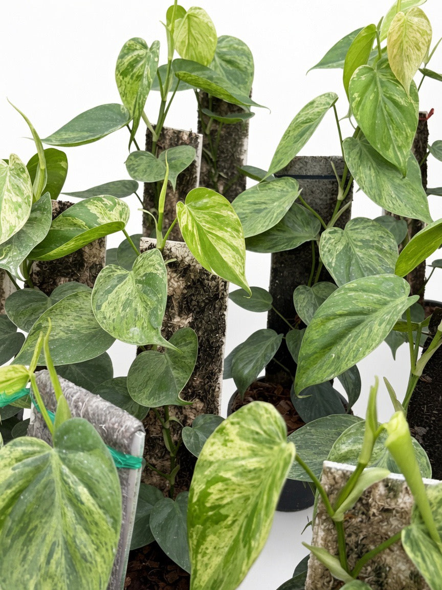 Philodendron Hederaceum ‘Heartleaf’ Variegated - Set of 10 Plants