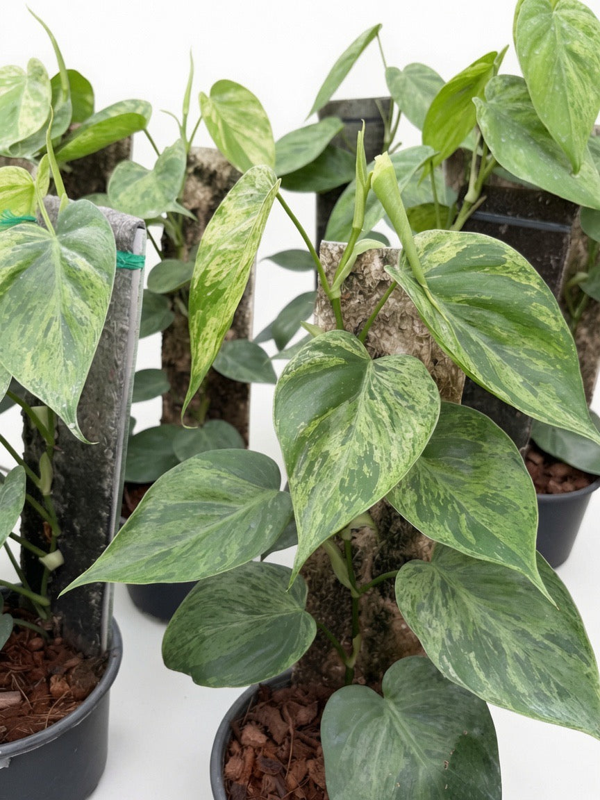 Philodendron Hederaceum ‘Heartleaf’ Variegated - Set of 10 Plants
