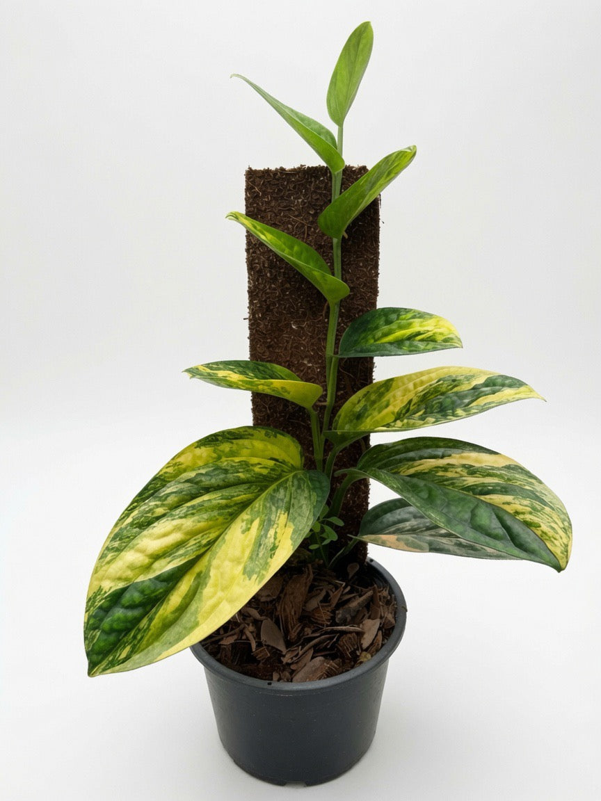 Monstera Karstenianum Peru Variegated (Large Size) - Set of 10 Plants