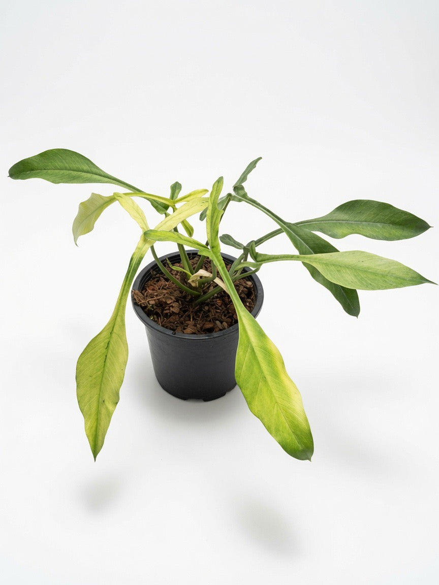 Philodendron Joepii Mint Variegated - Set of 10 Plants