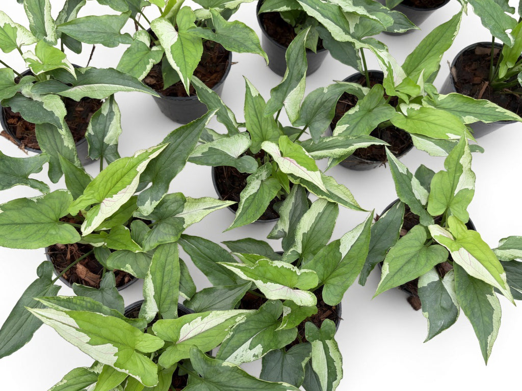 Syngonium Eclipse - Set of 10 Plants