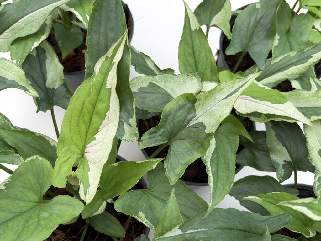 Syngonium Eclipse - Set of 10 Plants