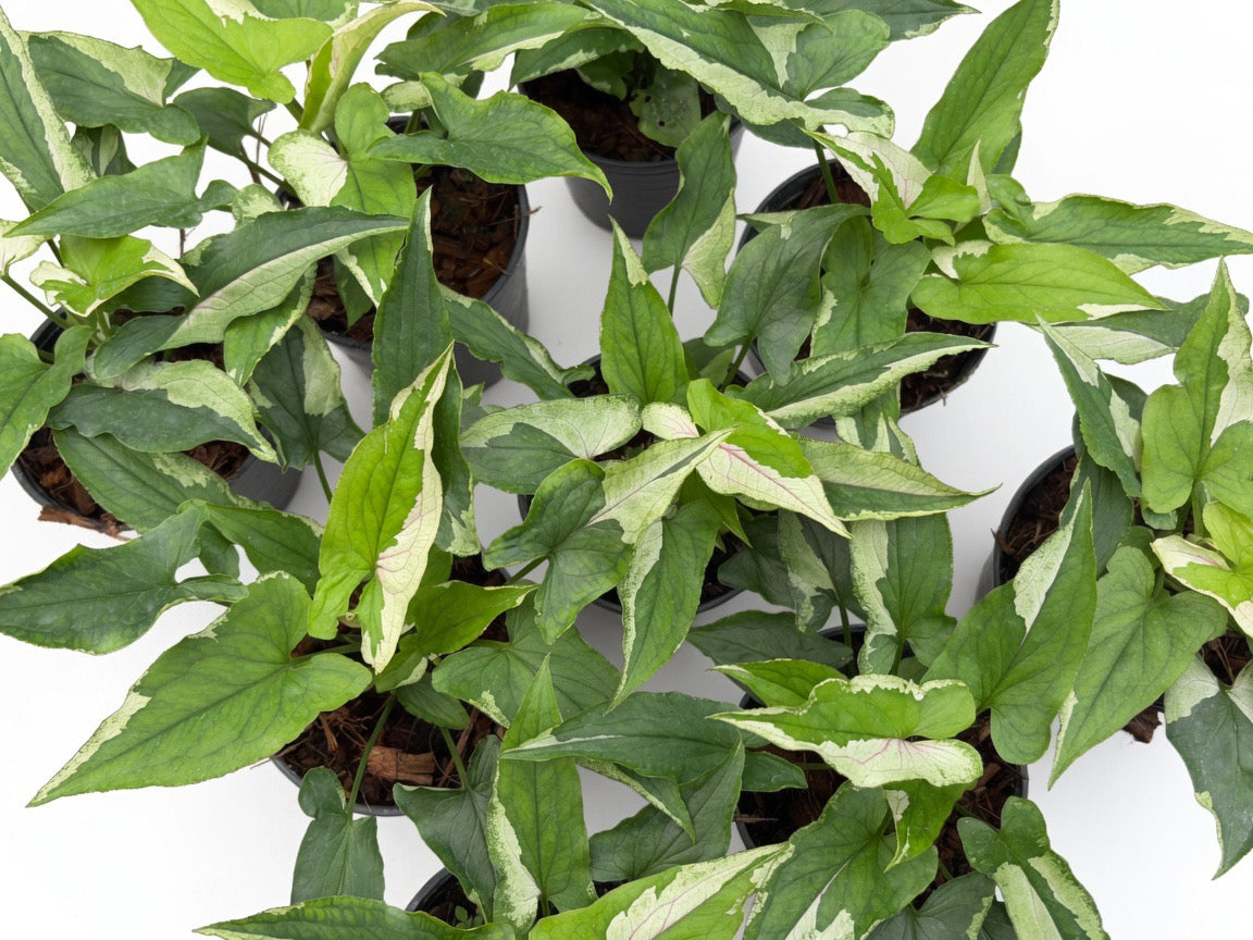 Syngonium Eclipse - Set of 10 Plants