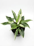 Syngonium Eclipse - Set of 10 Plants