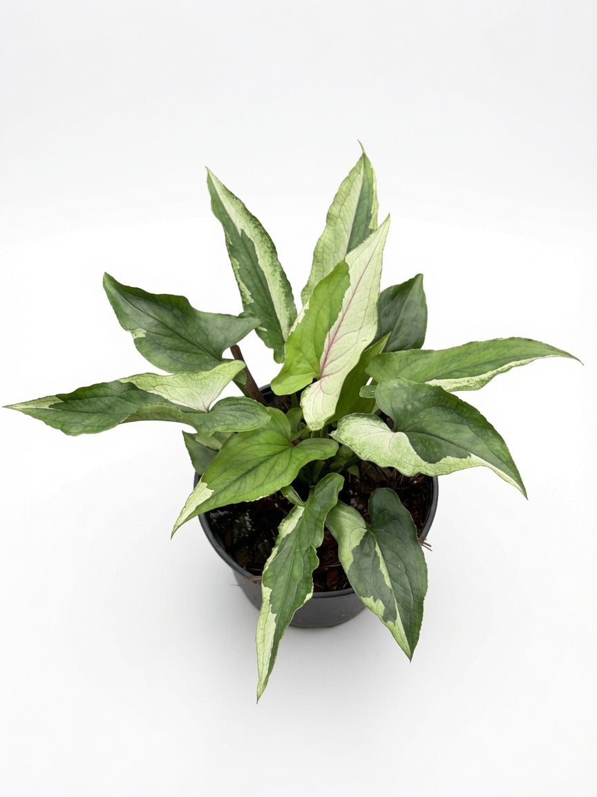 Syngonium Eclipse - Set of 10 Plants