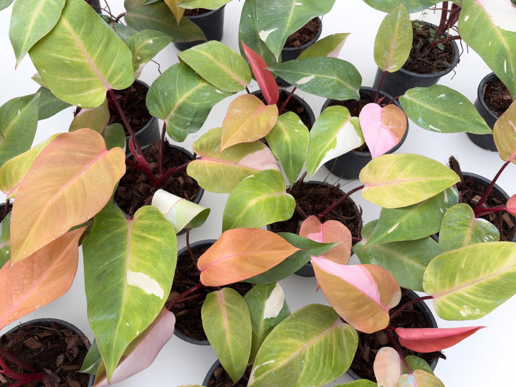 Philodendron Persimmon Princess Variegated - Set of 10 Plants